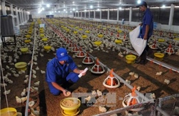 Việt Nam chưa xuất khẩu gia cầm sang Saudi Arabia